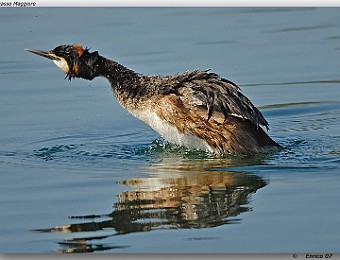 Animali 054